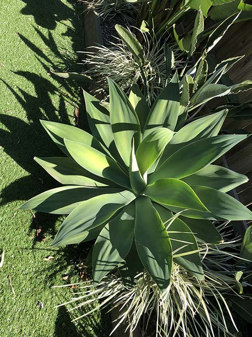 landscaping elimbah