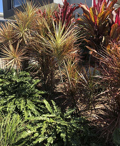 landscaping caboolture